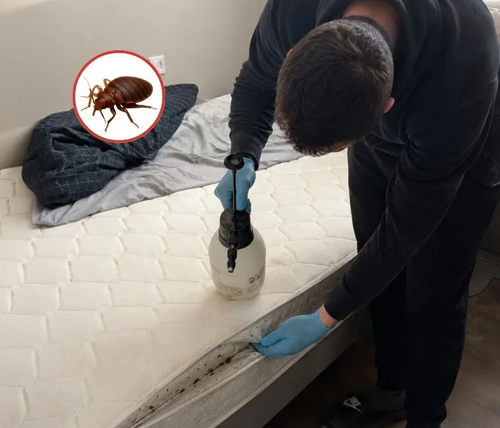 Technicien traitant un matelas contre les punaises de lit à Moussy-le-Vieux